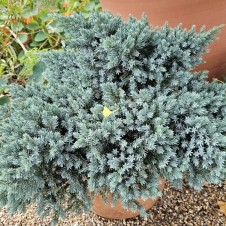 Juniperus squamata 'Blue Star' - growing in a container Juniperus squamata 'Blue Star' - growing in a container