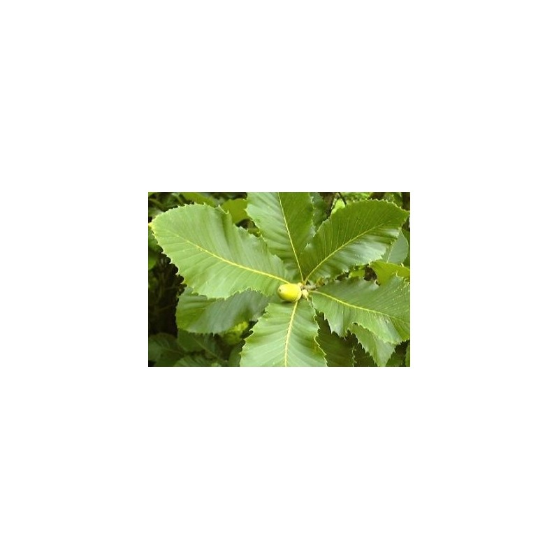 Quercus pontica - close up of leaves Quercus pontica - close up of leaves
