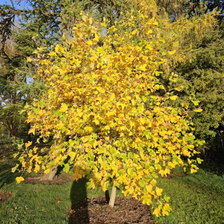 Liriodendron tulipifera 'Crispum'