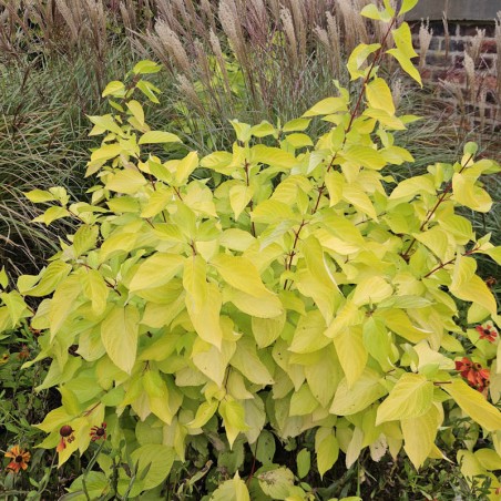 Cornus alba 'Aurea' - established plant Cornus alba 'Aurea' - established plant