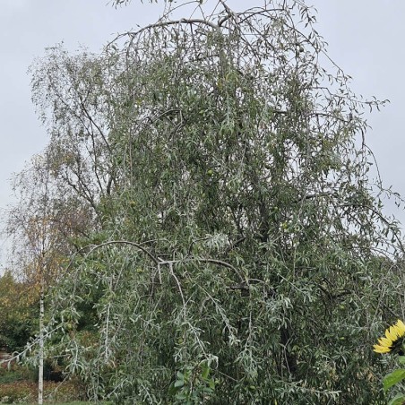 Pyrus salicifolia 'Pendula' Pyrus salicifolia 'Pendula'