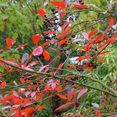 Aronia melanocarpa - autumn colour and berries Aronia melanocarpa - autumn colour and berries