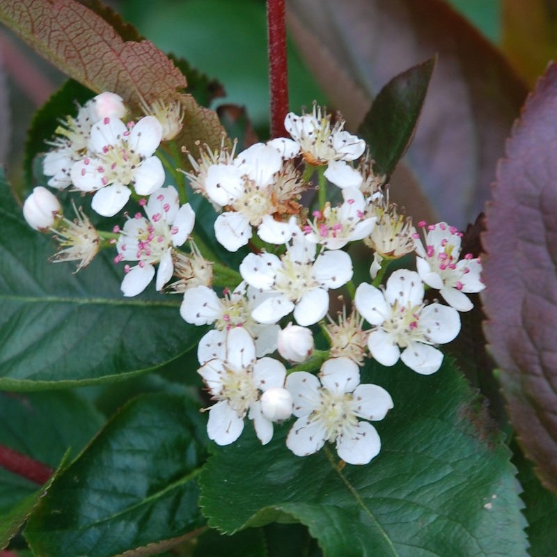 Aronia melanocarpa - summer flowers