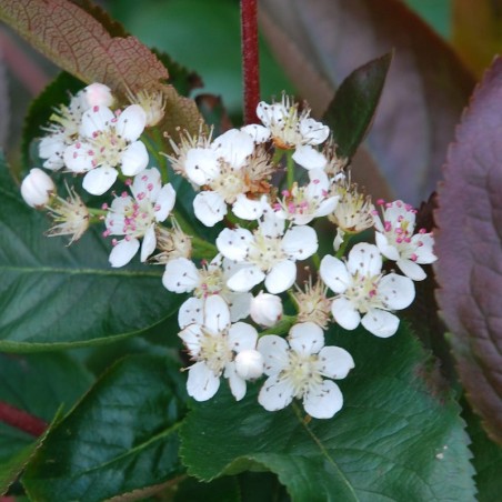 Aronia melanocarpa - summer flowers Aronia melanocarpa - summer flowers