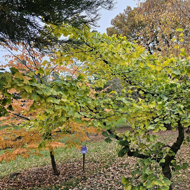 Ginkgo biloba 'Pendula'