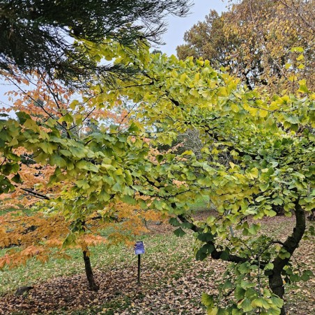 Ginkgo biloba 'Pendula'
