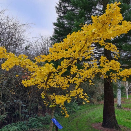 Ginkgo biloba 'Pendula' - autumn colour Ginkgo biloba 'Pendula' - autumn colour