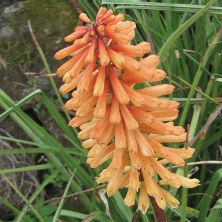 Kniphofia 'Tawny King' - flowers