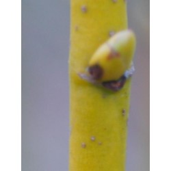 Tilia platyphyllos 'Aurea' winter bark colour