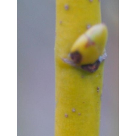 Tilia platyphyllos 'Aurea' winter bark colour Tilia platyphyllos 'Aurea' winter bark colour