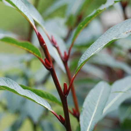 Salix fargesii - summer leaves