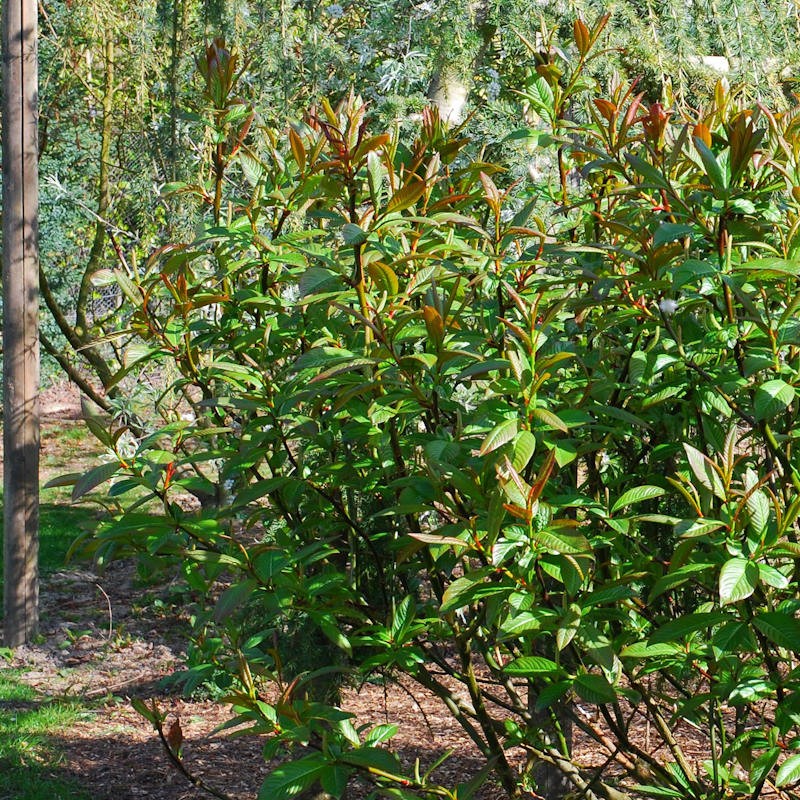 Salix fargesii - established plant
