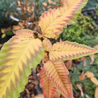 Nothofagus alpina - autumn colour