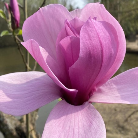 Magnolia 'Livingstone' - spring flowers Magnolia 'Livingstone' - spring flowers