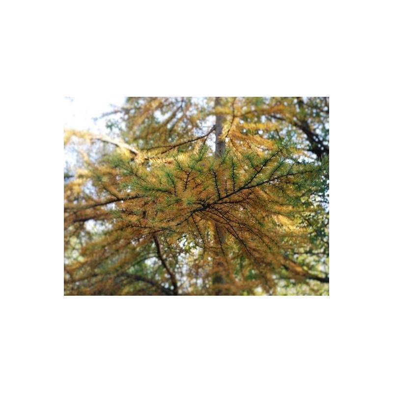 Pseudolarix amabilis