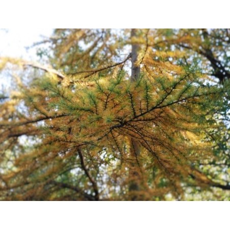 Pseudolarix amabilis Pseudolarix amabilis