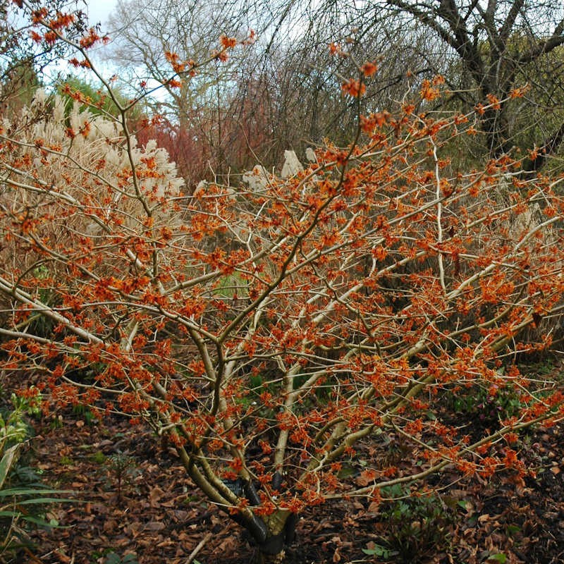 Hamamelis x intermedia 'Aphrodite' - winter flowers