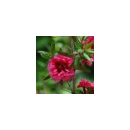 Leptospermum scoparium 'Larouge'