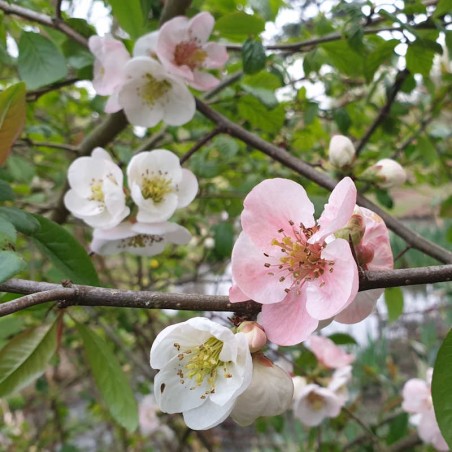 Chaenomeles x 'Toyo-Nishiki' - spring flowers Chaenomeles x 'Toyo-Nishiki' - spring flowers