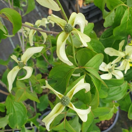 Cornus kousa 'Couronne' - flower bracts Cornus kousa 'Couronne' - flower bracts