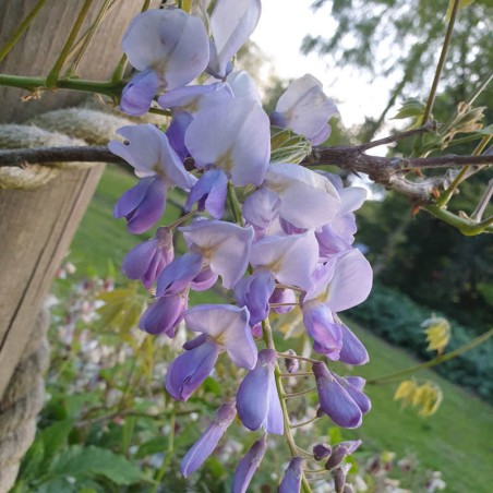 Wisteria sinensis 'Prolific' - flowers in summer Wisteria sinensis 'Prolific' - flowers in summer