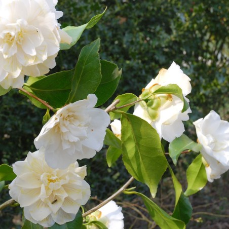 Camellia japonica 'Frosty Morn' - flowers in spring