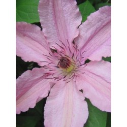 Clematis 'Hagley Hybrid' - late summer flowers