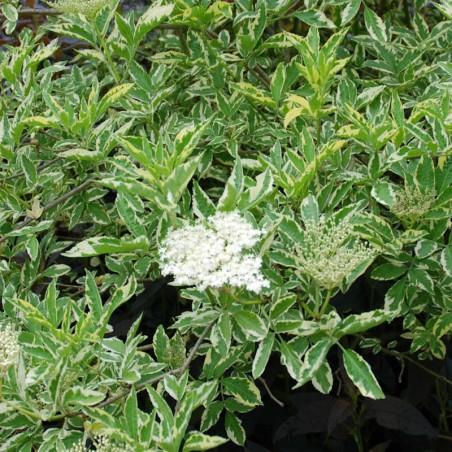 Sambucus nigra 'Madonna' - variegated summer leaves Sambucus nigra 'Madonna' - variegated summer leaves