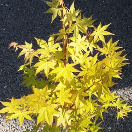 Acer palmatum 'Summer Gold'