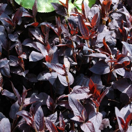 Lysimachia ciliata 'Firecracker' - dark purple summer leaves Lysimachia ciliata 'Firecracker' - dark purple summer leaves