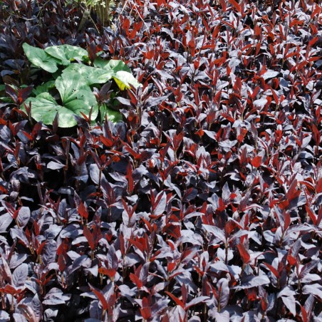 Lysimachia ciliata 'Firecracker' - purple leaves in spring Lysimachia ciliata 'Firecracker' - purple leaves in spring