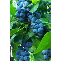 Vaccinium corymbosum 'Bluecrop'