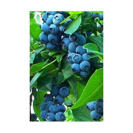 Vaccinium corymbosum 'Bluecrop' Vaccinium corymbosum 'Bluecrop'