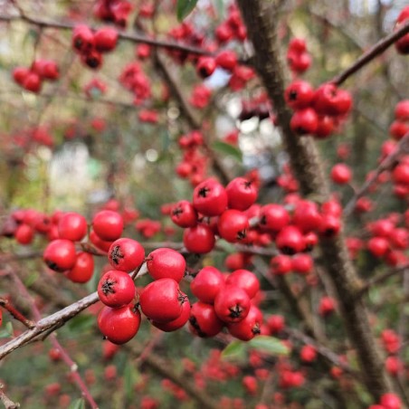 Cotoneaster cooperi 'Nicolette' - berries in winter Cotoneaster cooperi 'Nicolette' - berries in winter