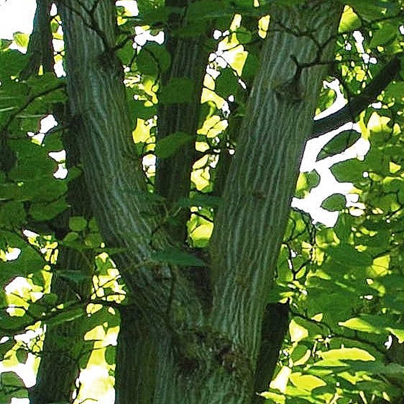 Acer davidii - striped bark