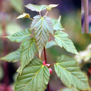 Acer davidii - leaves in early summer