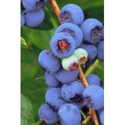 Vaccinium corymbosum 'Berkeley'