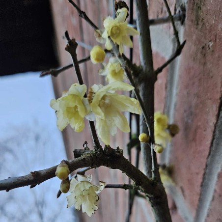 Chimonanthus praecox - winter flowers Chimonanthus praecox - winter flowers