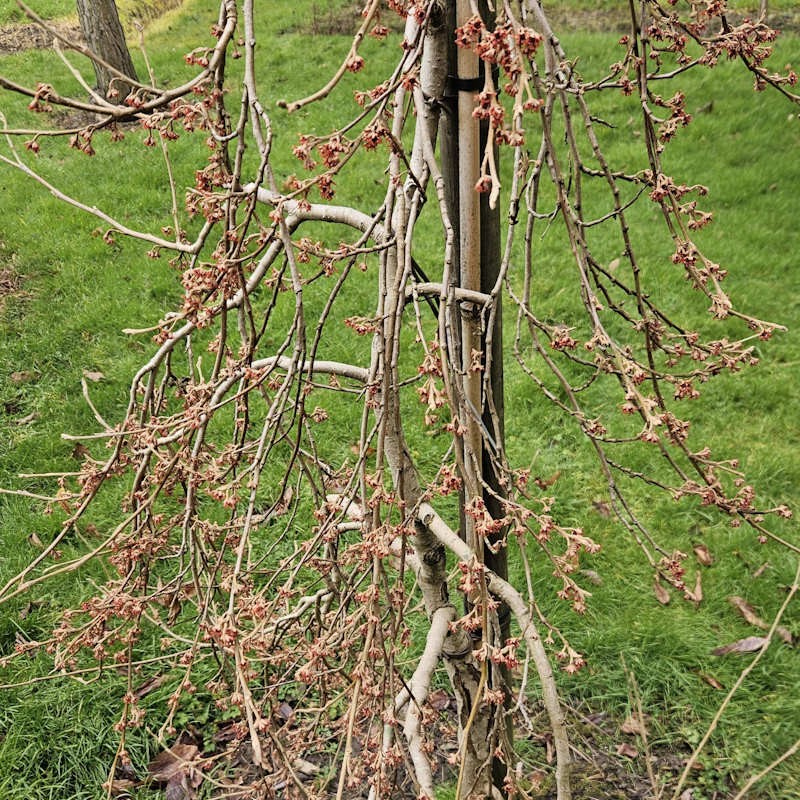 Hamamelis vernalis 'Lombards Weeping' - weeping habit