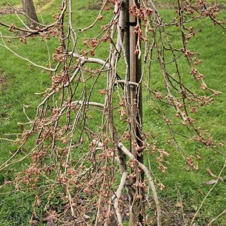 Hamamelis vernalis 'Lombards Weeping' - weeping habit