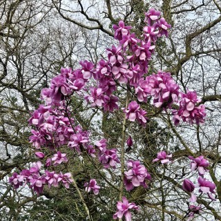Magnolia 'Phillip Tregunna' - established tree