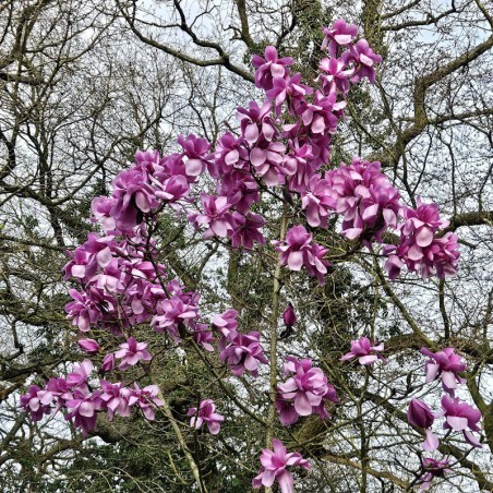 Magnolia 'Phillip Tregunna' - established tree Magnolia 'Phillip Tregunna' - established tree