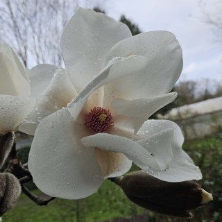 Magnolia 'Leda' - spring flowers