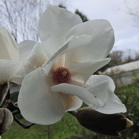 Magnolia 'Leda' - spring flowers Magnolia 'Leda' - spring flowers