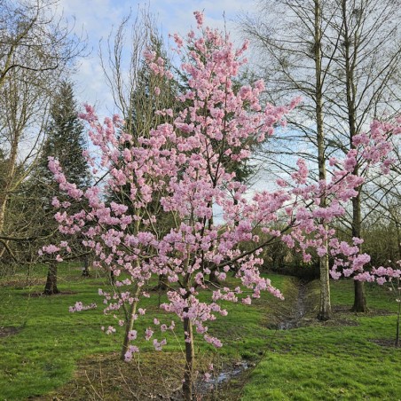 Prunus 'Jacqueline' - spring flowers