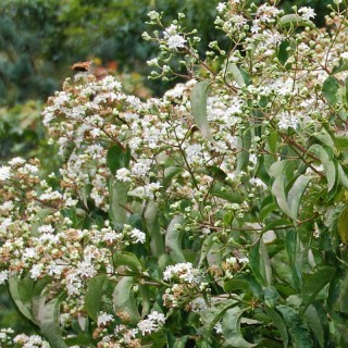 Heptacodium miconioides 'Tianshan'