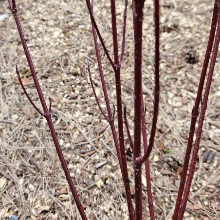Cornus alba 'Nightfall' - winter stems
