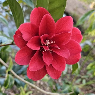 Camellia japonica 'Deep Secret' - spring flowers