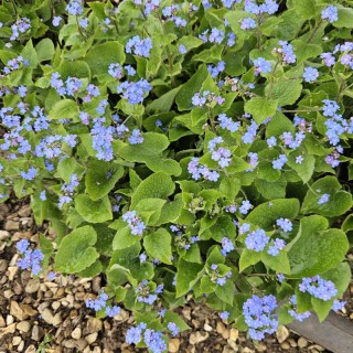 Brunnera macrophylla - spring flowers