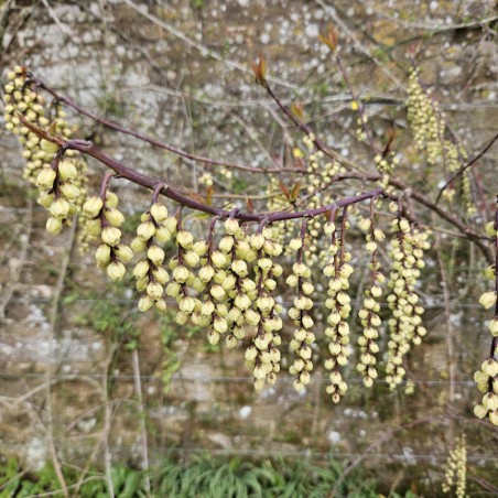 Stachyurus praecox - flowers in spring